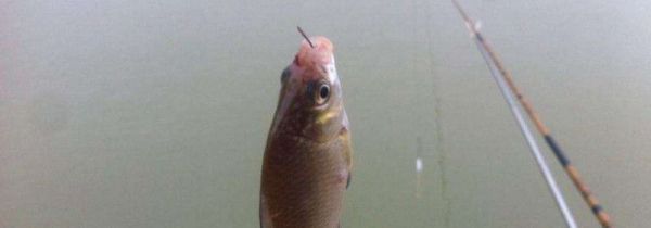 钓白条用几号钩