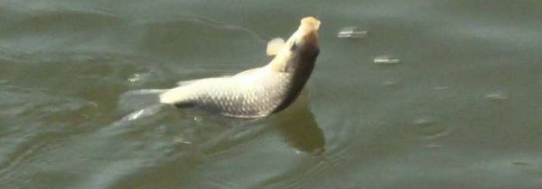 钓鲫鱼用什么打窝