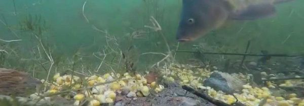 钓鲫鱼那种饵料好