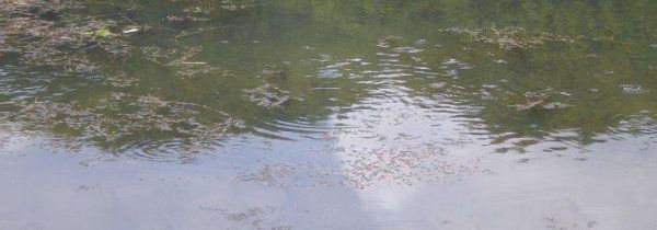 钓草鱼怎么打窝