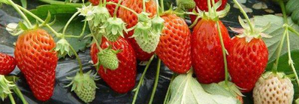 冬季干燥吃什么补水