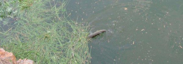 秋天怎么钓草鱼