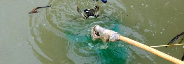 鱼竿钓螃蟹怎么钓