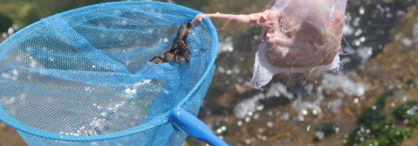 河岸上有很多小螃蟹怎么钓