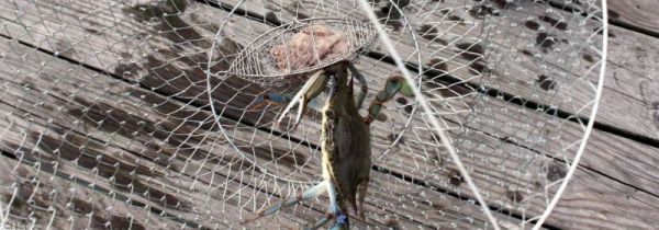 野生螃蟹怎么钓