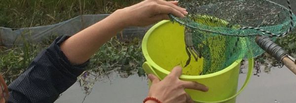 钢丝球钓螃蟹制作方法