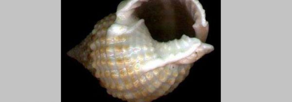 十种不能吃的螺