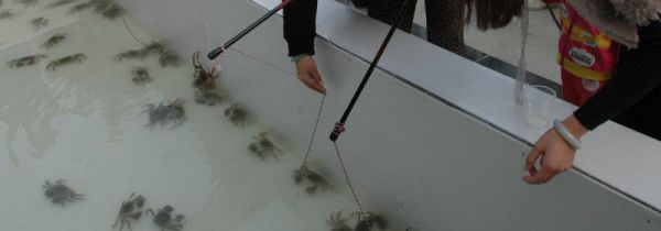 怎么钓螃蟹的方法