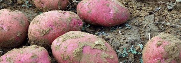 为什么红皮土豆便宜