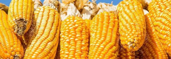 干粮有哪些食物