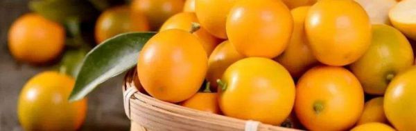 小金桔怎么晒干