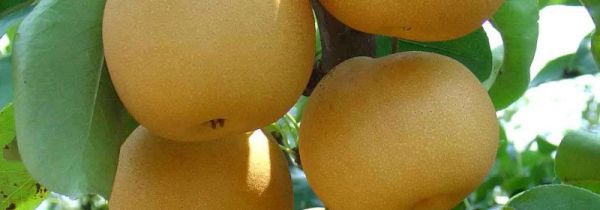 丰水梨和秋月梨的区别