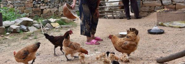 一天中最佳喂鸡时间