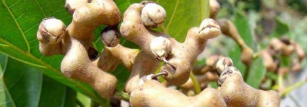 鸡爪梨泡酒的步骤