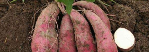 鲜虾和红薯能一起吃吗