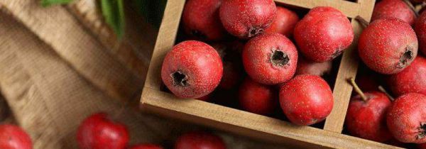 鲜山楂可以直接吃吗