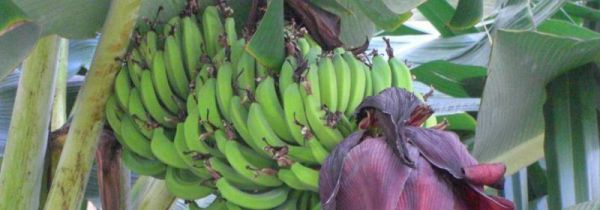 香蕉和钙片能一起吃吗