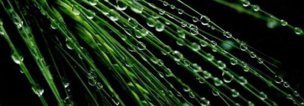 谷雨是几月几号