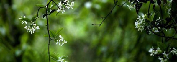 谷雨是什么节气