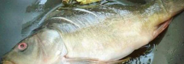 煎鱼粘锅是怎么回事