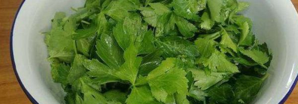 香芹叶子可以吃吗