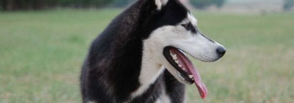 一腔热血喂了狗的意思