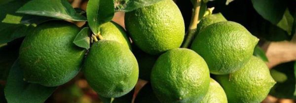 青柠檬的禁忌