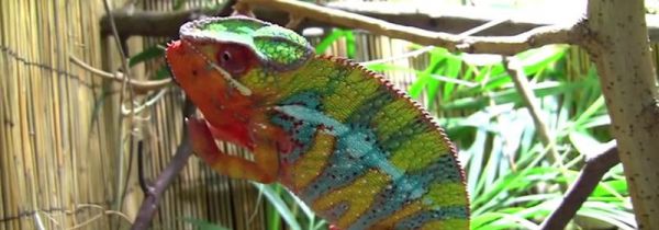 变色龙为什么会变色