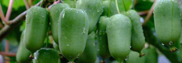 软枣子怎么处理才能吃