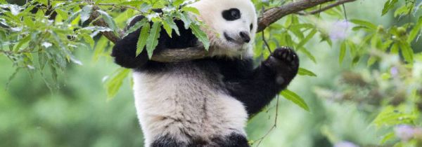 大熊猫的介绍和特点