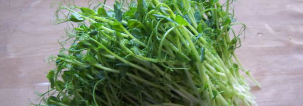 豌豆苗炒不熟有毒吗