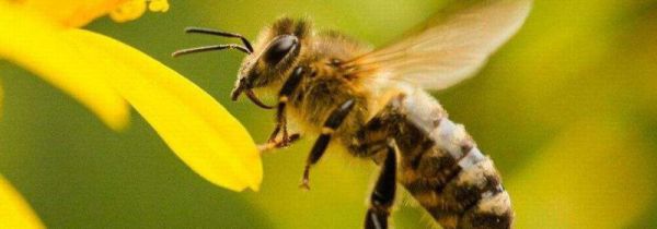 个人寻找野生蜜蜂经验