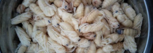 蜂蛹一天吃多少合适