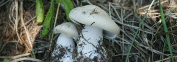 蘑菇里面变黑可以吃吗