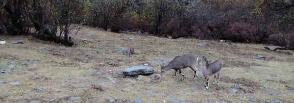 稻城亚丁在哪里