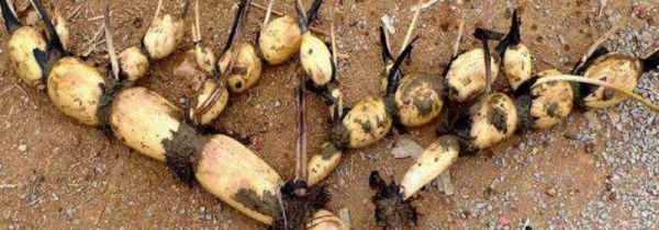 藕和土豆可以一起吃吗