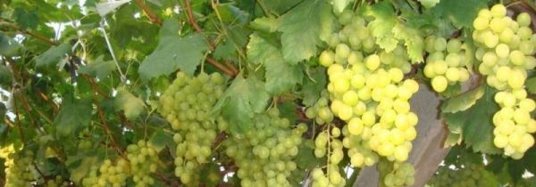 葡萄可以和牛奶一起吃吗