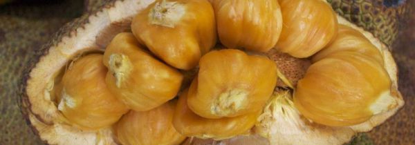 菠萝蜜脂肪含量高吗