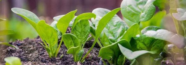 菠菜和红薯能一起吃吗