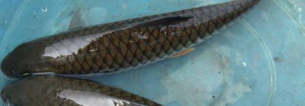 吃草鱼的4个禁忌