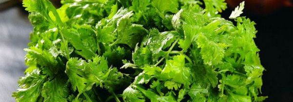 不吃香菜什么梗