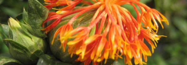 红花一次泡几朵