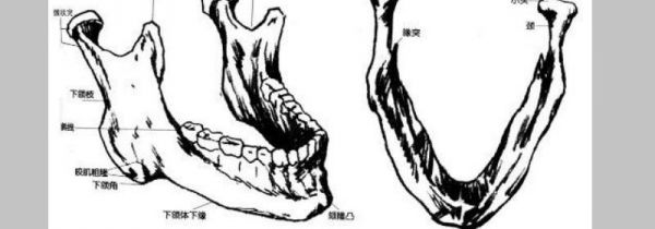 下颚在哪里