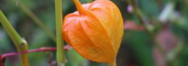 红姑娘泡水用皮还是果