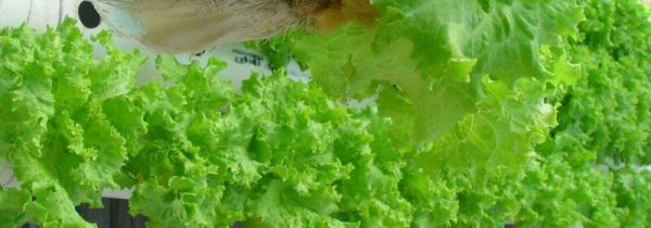 冷库蔬菜如何保鲜