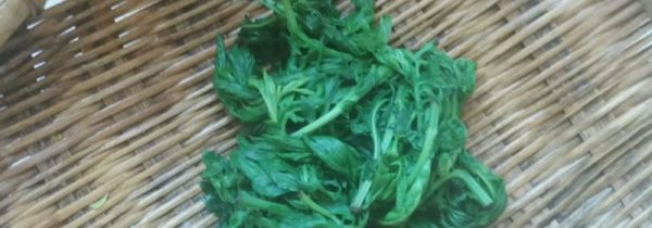 用艾叶洗澡的正确方法