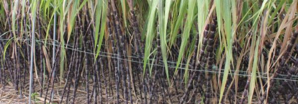 甘蔗心是红的能吃吗