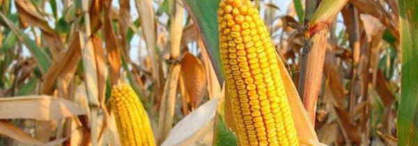 玉米可以和香蕉一起吃吗