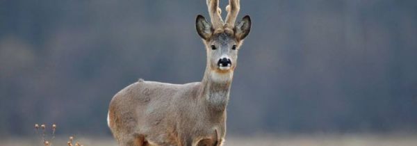 狍子和鹿的显著区别