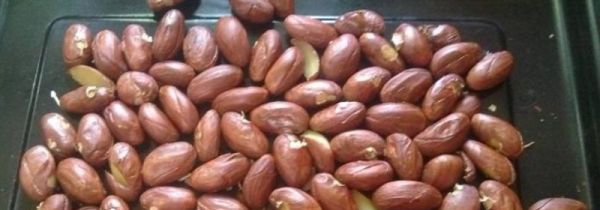 波萝蜜的核可不可以吃